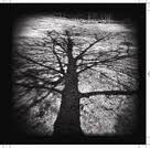 m s thomason: under the birch tree